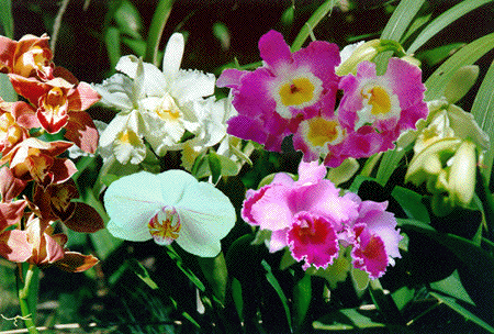 Orchids in bloom