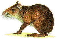 agouti