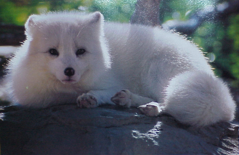 whitefox