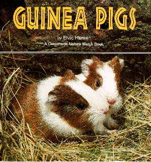 Guinea Pigs